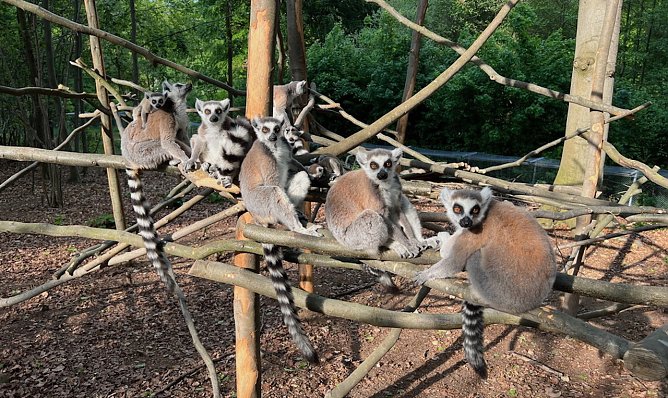 Kattas erkunden das neue Kletterger&uuml;st im Affenwald Strau&szlig;berg (Foto: Silvio Dietzel)