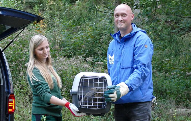 Wiederauswilderung der Wildkatze "Findulin" am 1.10.2021 bei Plinz/Altenberga im Saale Holzland Kreis. (Foto: Alexander Purps)