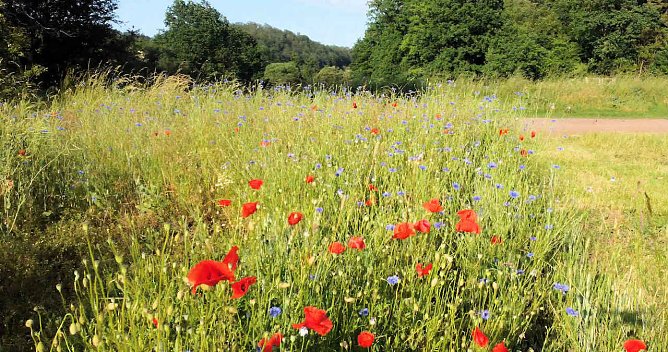 Die Wunder der Natur eingefangen von der Kamera (Foto: P.Blei)