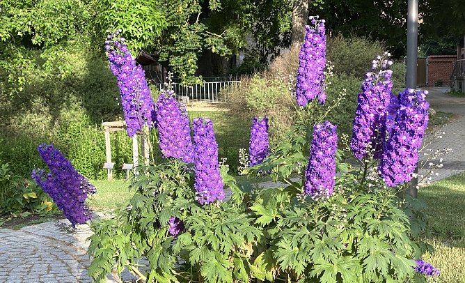 Weitere ruhiges Sommerwetter (Foto: oas) Weitere ruhiges Sommerwetter (Foto: oas)