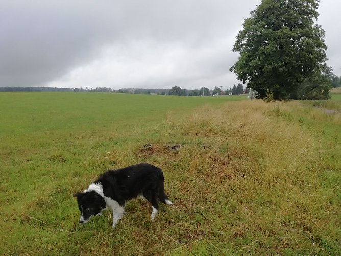 Grau und wolkenverhangen zeigte sich heute morgen der Harz bei Sophienhof (Foto: W. Jörgens) Grau und wolkenverhangen zeigte sich heute morgen der Harz bei Sophienhof (Foto: W. Jörgens)