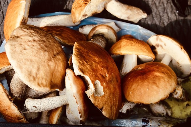 Symbolbild Pilze (Foto: Eva Maria Wiegand) Symbolbild Pilze (Foto: Eva Maria Wiegand)