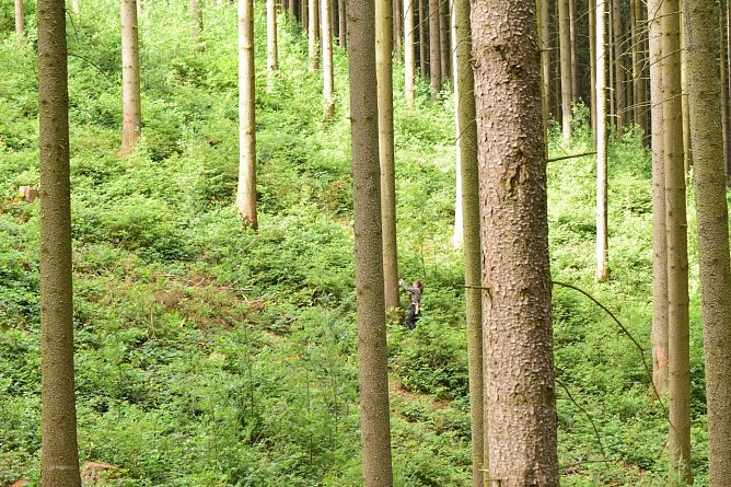 Jede Fichte muss angelaufen, gepr&uuml;ft und ggf. als K&auml;ferbaum markiert werden: In Hanglagen mit reicher Naturverj&uuml;ngung am Boden eine schwei&szlig;treibende Arbeit f&uuml;r Waldbesitzende und Forstleute (Foto: Th&uuml;ringenForst)