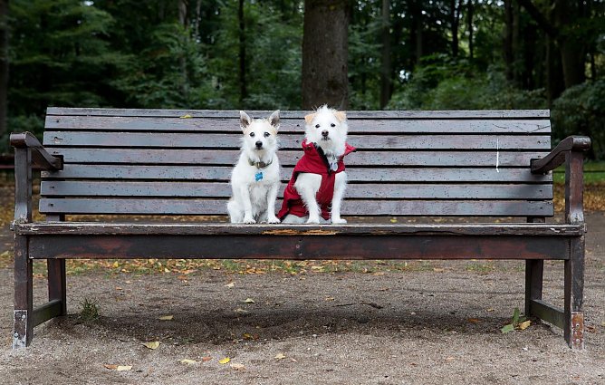 Wie bereiten Sie ihr Haustier auf die dunkele Jahreszeit vor? (Foto: Vier Pfoten-Christopher Koch)