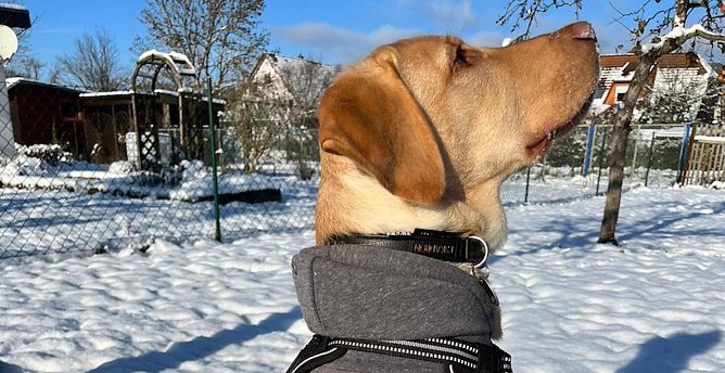 Unser Hund genießt seine erste Adventszeit im Garten mit Sonne und Schnee (Foto: Luisa Wulf) Unser Hund genießt seine erste Adventszeit im Garten mit Sonne und Schnee (Foto: Luisa Wulf)