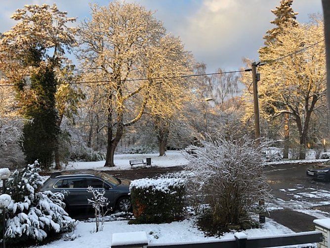 Blick auf den Förstemannpark in Nordhausen im November 2023 (Foto: Bernd Dempwolf) Blick auf den Förstemannpark in Nordhausen im November 2023 (Foto: Bernd Dempwolf)