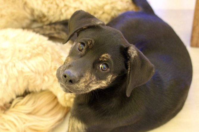 Wie sch&uuml;tze ich mein Tier vor Zecken? (Foto: Eva Maria Wiegand)