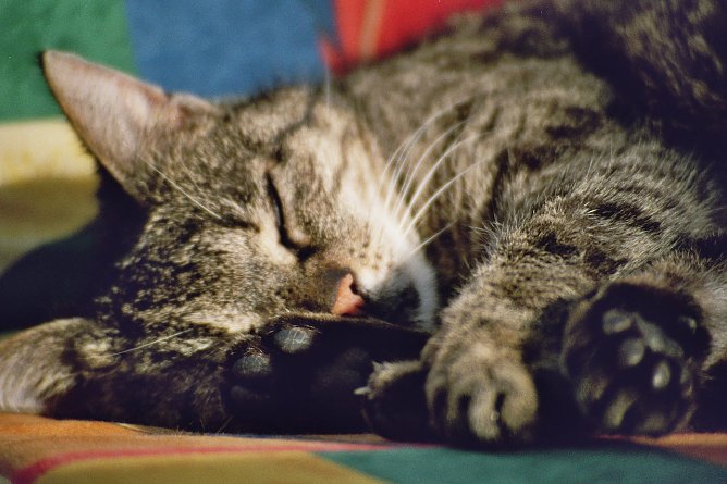 Ist meine Katze Gefahren ausgesetzt oder iost sie eine Gefahr? (Foto: Eva Maria Wiegand) Ist meine Katze Gefahren ausgesetzt oder iost sie eine Gefahr? (Foto: Eva Maria Wiegand)