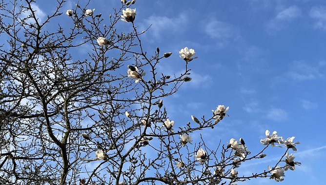 Mildes Wetter l&auml;&szlig;t die Knospen sprie&szlig;en (Foto: oas)