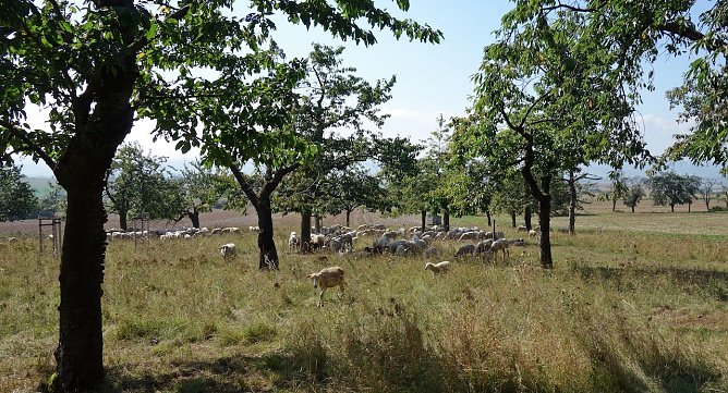 Beweidung einer Streuobstwiese (Foto: S.Staubitz)