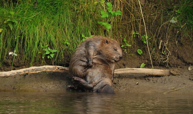 Biber bedürfen Schutz (Foto: Siegfried Klaus) Biber bedürfen Schutz (Foto: Siegfried Klaus)