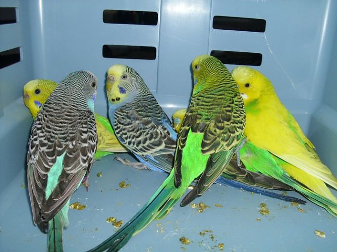 Jede Menge Vögel (Foto: C. Knust) Jede Menge Vögel (Foto: C. Knust)