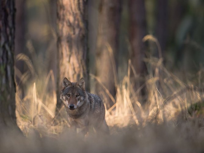 Zum Tag des Wolfs fordert der NABU Th&uuml;ringen mehr Sachlichkeit in Medien und Politik (Foto: Heiko Anders)