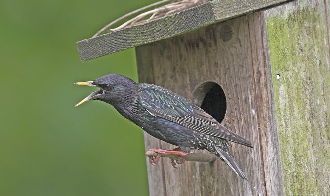 Ein wirklicher Star (Foto: Frank Hecker)