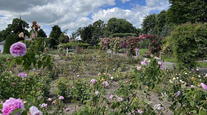 Rosengarten Bad Langensalza (Foto: oas) Rosengarten Bad Langensalza (Foto: oas)