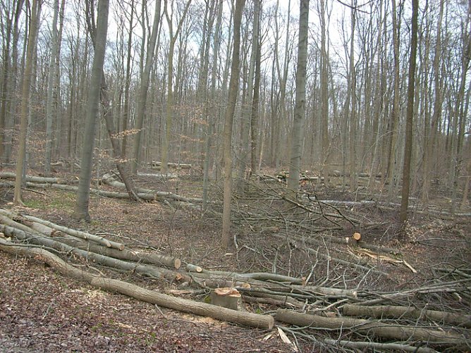 Kastanienallee auf dem Possen (Foto: Karl-Heinz Herrmann)