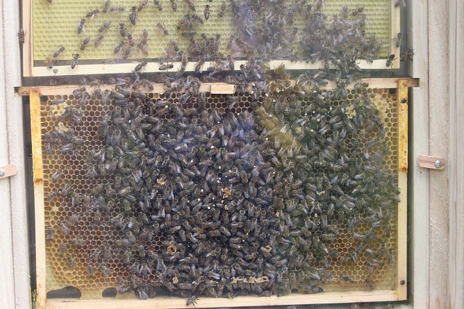 Bienen (Foto: Eva Maria Wiegand)