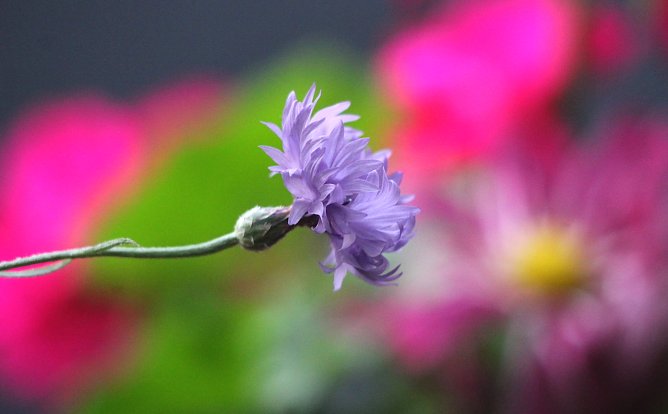 Symbolbil: Trost und Hoffnung in schweren Zeiten (Foto: Eva Maria Wiegand)