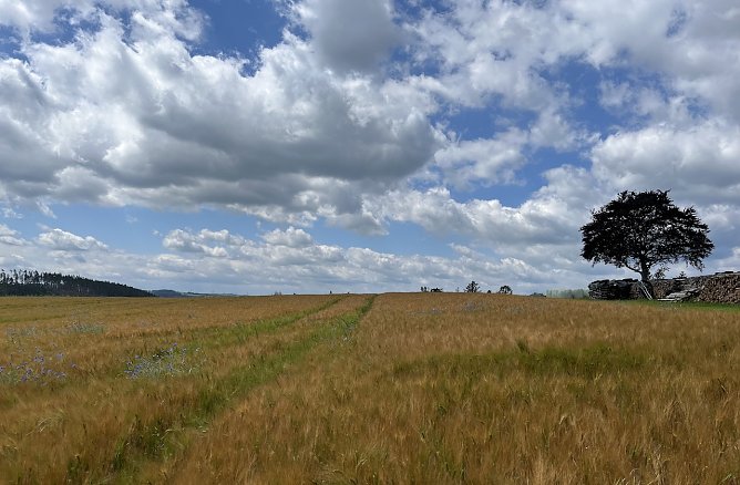 Zum f&uuml;nfzehnten Mal in Folge war der Juni laut Meteorologen zu warm (Foto: oas)