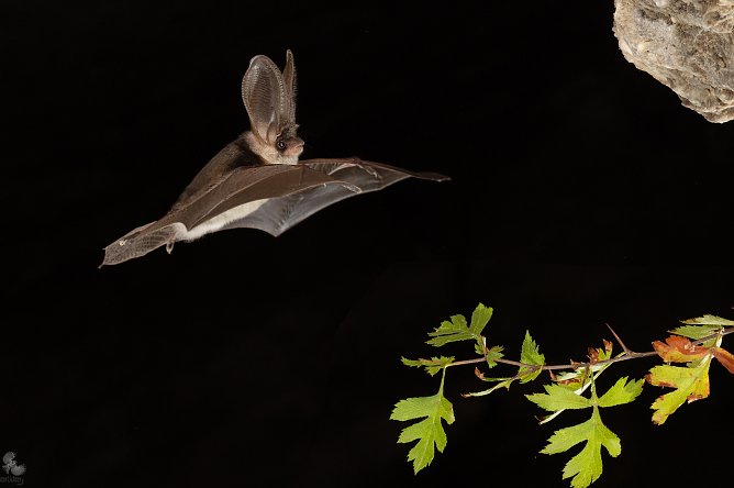 Fledermaus (Foto: Mareike Naylor (GeoPark Kyffhäuser e.V.)) Fledermaus (Foto: Mareike Naylor (GeoPark Kyffhäuser e.V.))
