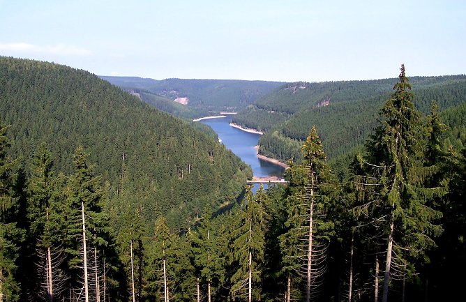 Die Fichte in Th&uuml;ringen, hier an der Ohratalsperre, ist trotz fortschreitendem Klimawandel l&auml;ngst nicht verloren: In den H&ouml;henlagen wird sie als Mischwaldbaumart erhalten bleiben (Foto: Dr. Horst Spro&szlig;mann)