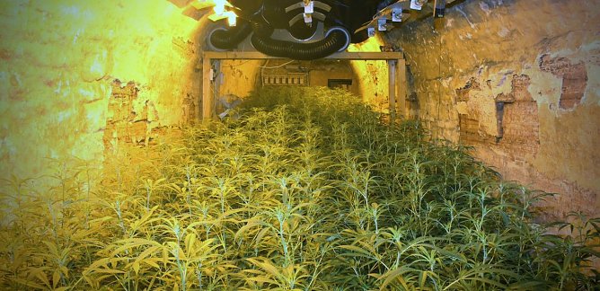 Im Februar vergangenen Jahres wurde in Sondershausen eine illegale Cannabis-Plantage entdeckt (Foto: LPI)