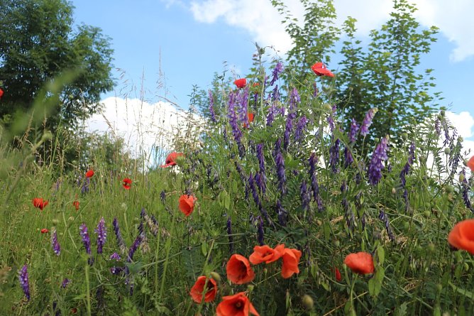 Wetterbild (Foto: agl)