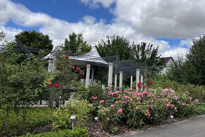 Rosengarten Bad Langensalza (Foto: oas)