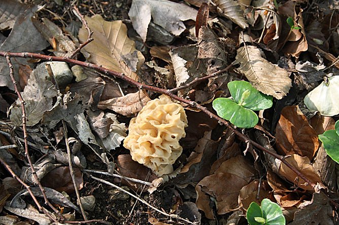 Rekordverd&auml;chtiger Wanderer (Foto: Hans-J&uuml;rgen Schmidt)