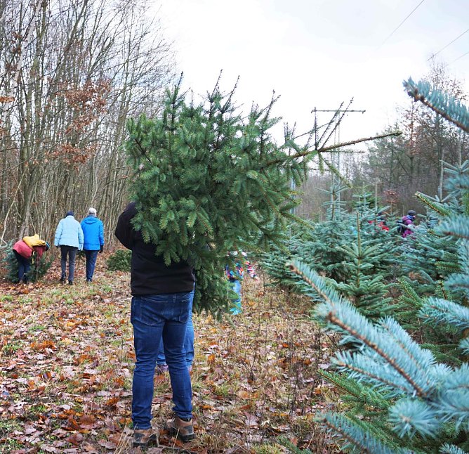 Den Weihnachtsbaum frisch aus dem Wald � f&uuml;r viele geh&ouml;rt das zu einem echten Weihnachten dazu. Viele Forst&auml;mter sind vorbereitet (Foto: Daniela Troeger)