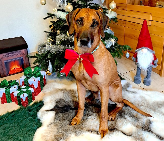 Rhodesian Ridgeback Asani am Weihnachtsbaum (Foto: M. Höxtermann ) Rhodesian Ridgeback Asani am Weihnachtsbaum (Foto: M. Höxtermann )