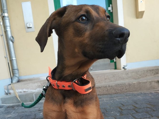 Diese ca. 6 Monate alte Hündin wurde rücksichtslos im Helbetal ausgesetzt (Foto: LPI Nordhausen) Diese ca. 6 Monate alte Hündin wurde rücksichtslos im Helbetal ausgesetzt (Foto: LPI Nordhausen)