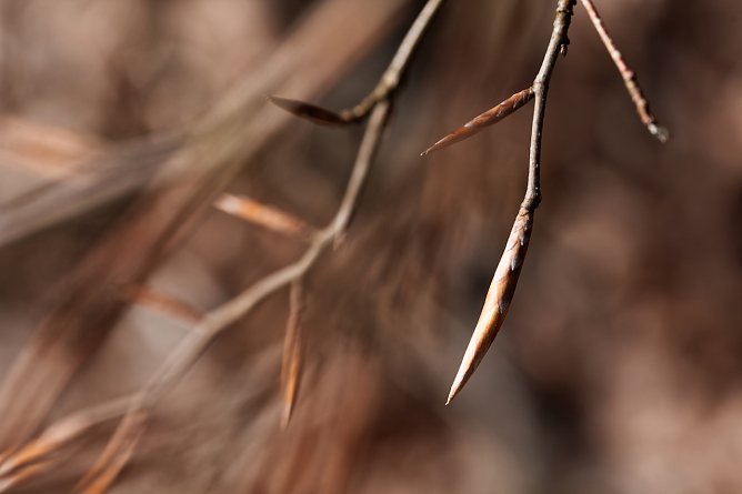Knospen  (Foto:  Natura 2000-Station Possen)