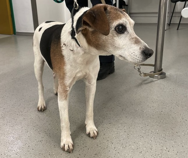 Vermisster Hund in Sondershausen (Foto: LPI)