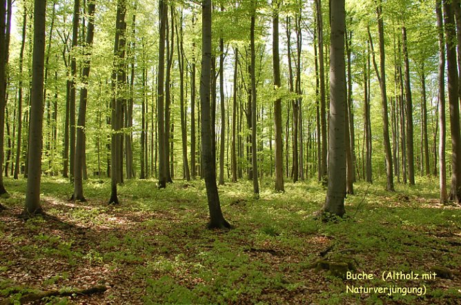 Im Forst unterwegs (Foto: Forstamt Oldisleben)