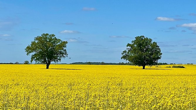 An der Müritz (2) (Foto: Volker Weickert) An der Müritz (2) (Foto: Volker Weickert)