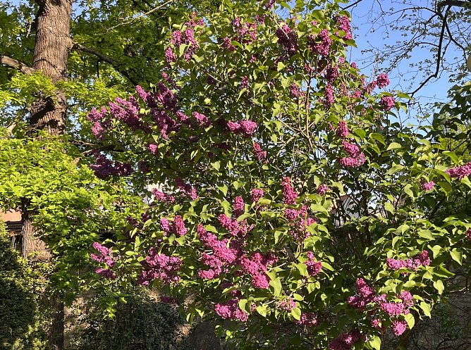 Fliederpracht (Foto: oas) Fliederpracht (Foto: oas)