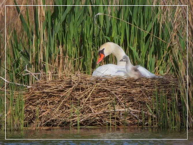 Hallo Welt (Foto: Norbert Schmidt) Hallo Welt (Foto: Norbert Schmidt)