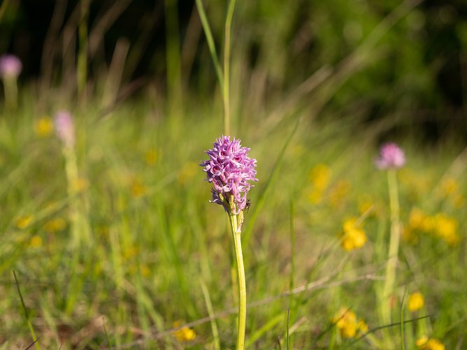 Symbolbild Natur (Foto: Natura 2000-Station Possen)