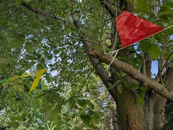 Falscher Baumschnitt  (Foto: Janine Skara)