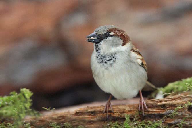 Auch der Haussperling ist in Th&uuml;ringen auf dem absteigenden Ast (Foto: Frank Derer)