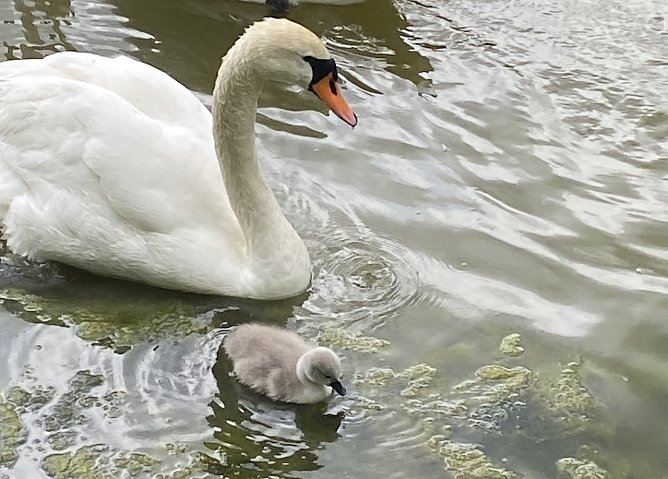 Schwan mit Nachwuchs (Foto: Wolfgang Lehmann)