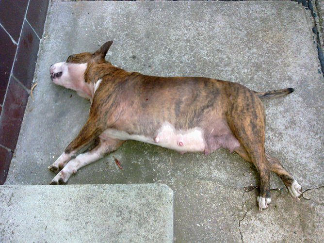 Kampfhund (Foto: Landratsamt Kyffh&auml;userkreis)