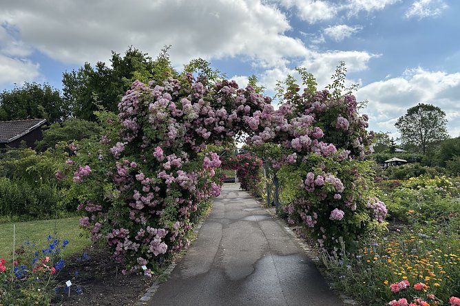 Rosengarten Bad Langensalza (Foto: uhz online) Rosengarten Bad Langensalza (Foto: uhz online)