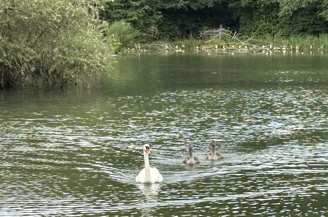 Familie Schwan unterwegs auf dem B&ouml;hmenteich (Foto: oas)