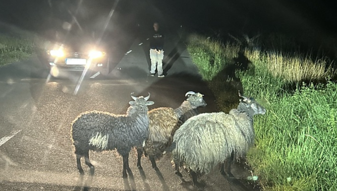 Schafe auf Nachtwanderung (Foto: LPI)