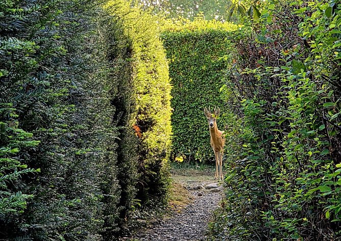 Begegnung mit einem Rehbock (Foto: Uta Weiße) Begegnung mit einem Rehbock (Foto: Uta Weiße)