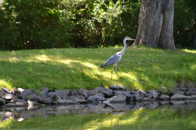 Graureiher am See in Ellrich (Foto: Nancy Lüdecke) Graureiher am See in Ellrich (Foto: Nancy Lüdecke)