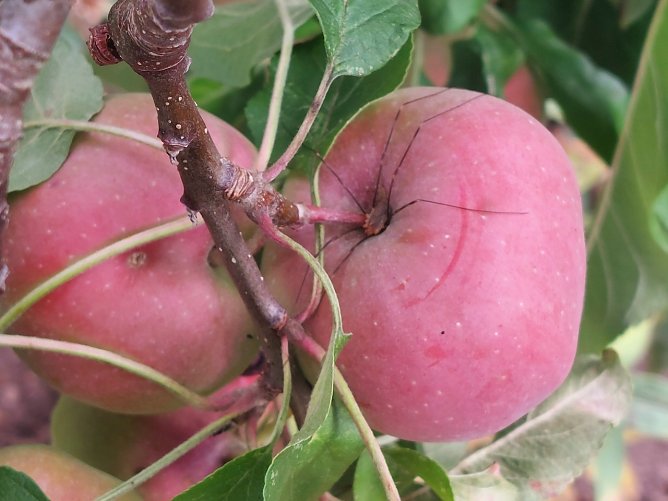 Im Gloster Apfelbaum hat sich ein Ganker versteckt (Foto: Cora Aderhold) Im Gloster Apfelbaum hat sich ein Ganker versteckt (Foto: Cora Aderhold)