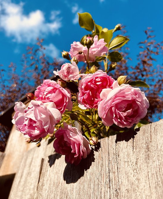 Rosen über dem Gartenzaun (Foto: Yvonne Werner) Rosen über dem Gartenzaun (Foto: Yvonne Werner)
